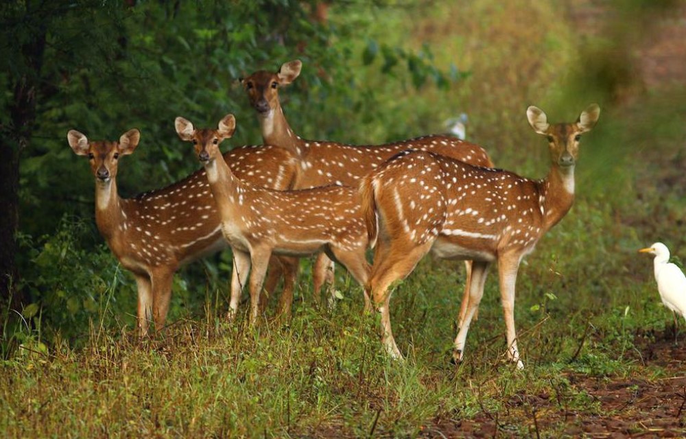 Dumna Nature Reserve